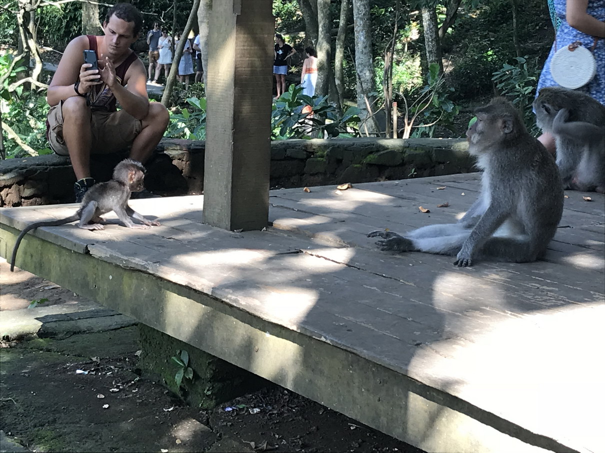 Monkey Forest - Ubud